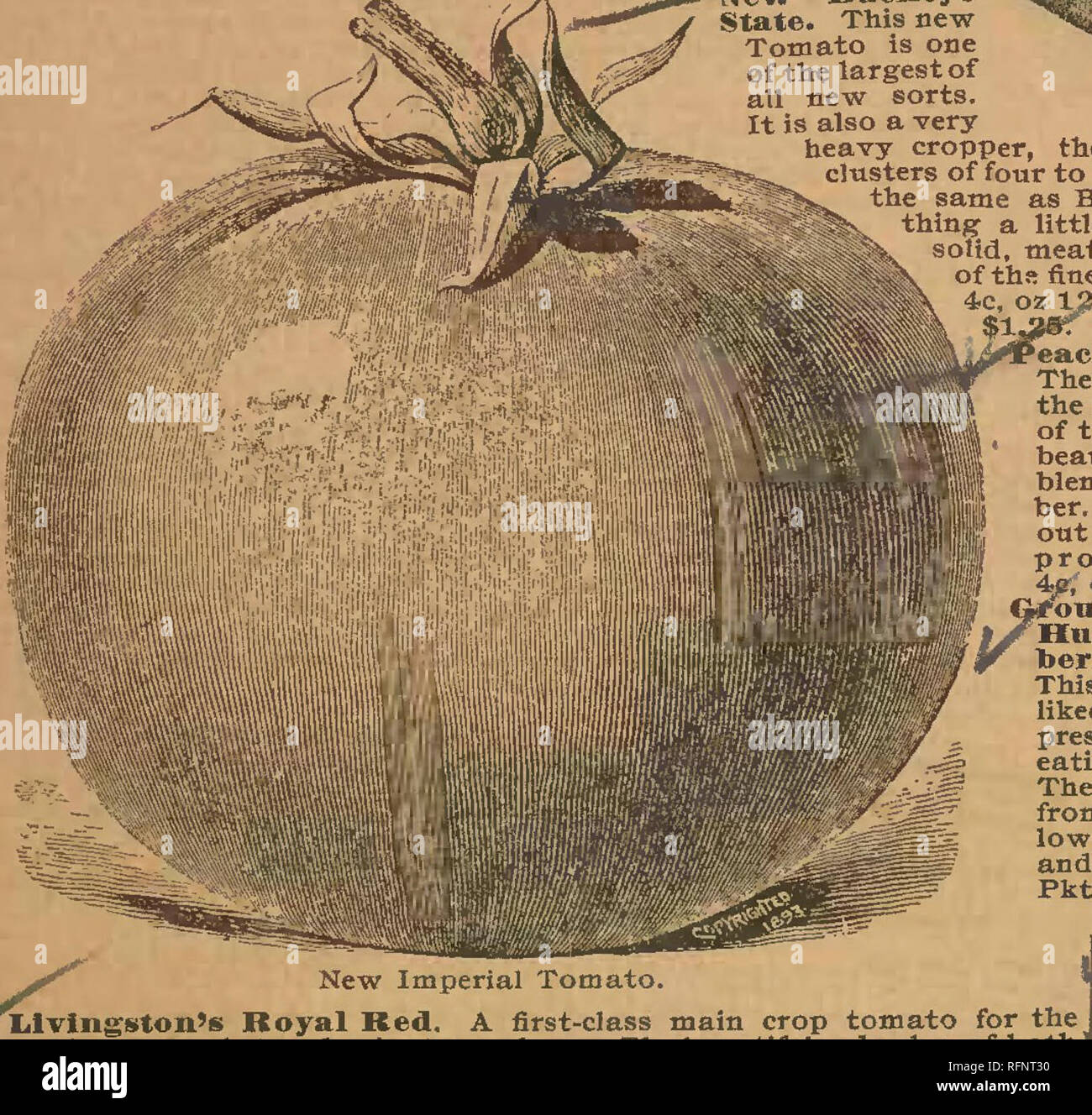 . Alneer Brothers seed & plant catalogue for 1897. Vegetables Seeds Catalogs; Flowers Seeds Catalogs; Plants, Ornamental Catalogs; Commercial catalogs Illinois Rockford. Buckeye State Tomato.. Please note that these images are extracted from scanned page images that may have been digitally enhanced for readability - coloration and appearance of these illustrations may not perfectly resemble the original work.. Alneer Brothers.. Stock Photo