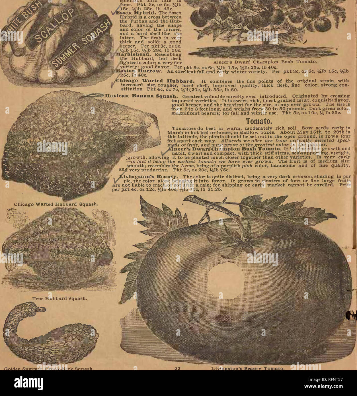 . Alneer Brothers seed &amp; plant catalogue for 1897. Vegetables Seeds Catalogs; Flowers Seeds Catalogs; Plants, Ornamental Catalogs; Commercial catalogs Illinois Rockford. Sqnasli. lant seeds after settled warm weather, In hills; bnsh varieties two or -ree feet apart; running varieties six to eight feet apart. r9llflc Orange Marrow. The skin is a rich deep orange; the flesh Is 'ery thick, fine grained. Per pkt 3c, oz 5c, Hlb 15c, %lb 25c, lb 40c. &quot;lite Pineapple. A fall and winter variety. The skin and flesh are of pure creamy white color; flesh of very fine grain and of excellent qual- Stock Photo