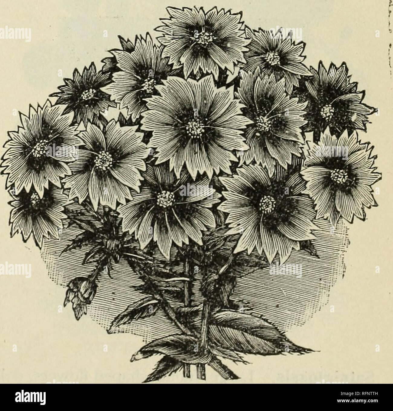 . Sunset Seed and Plant Co. : 1896. Nursery stock California San Francisco Catalogs; Vegetables Seeds Catalogs; Grasses Seeds Catalogs; Flowers Catalogs; Trees Seedlings Catalogs; Plants, Ornamental Catalogs; Fruit Catalogs; Nursery stock; Vegetables; Grasses; Flowers; Trees; Plants, Ornamental; Fruit. 427-9 SANSOME ST. P , SAN FRANCISCO. 43 Marvel of Peru (Four oy Clocks). Finest mixed. Pkt., 5c. Matricaria. {Feverfew). Double white. Pkt., 5c. Maurandya Barclayana. Free-blooming climber, covered with blue and white flowers. Pkt, ioc. Mignonette (Reseda). Modest flowers of great popularity on  Stock Photo