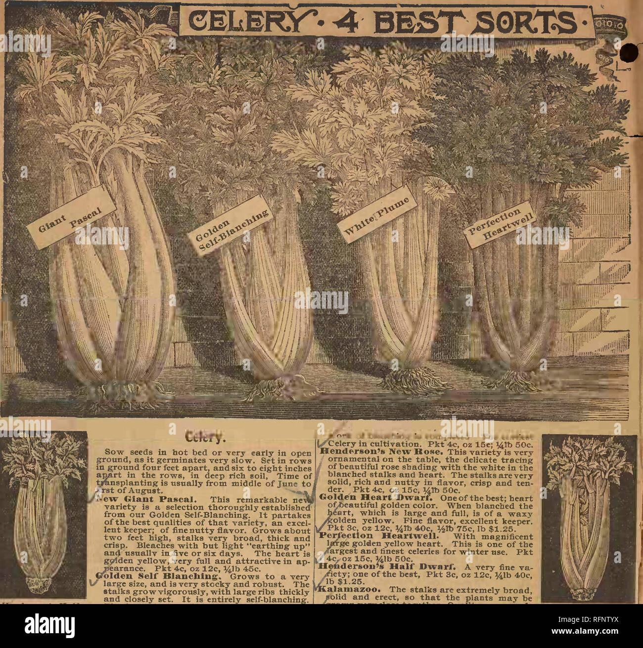 . Alneer Brothers seed & plant catalogue for 1897. Vegetables Seeds Catalogs; Flowers Seeds Catalogs; Plants, Ornamental Catalogs; Commercial catalogs Illinois Rockford. . Please note that these images are extracted from scanned page images that may have been digitally enhanced for readability - coloration and appearance of these illustrations may not perfectly resemble the original work.. Alneer Brothers.. Stock Photo