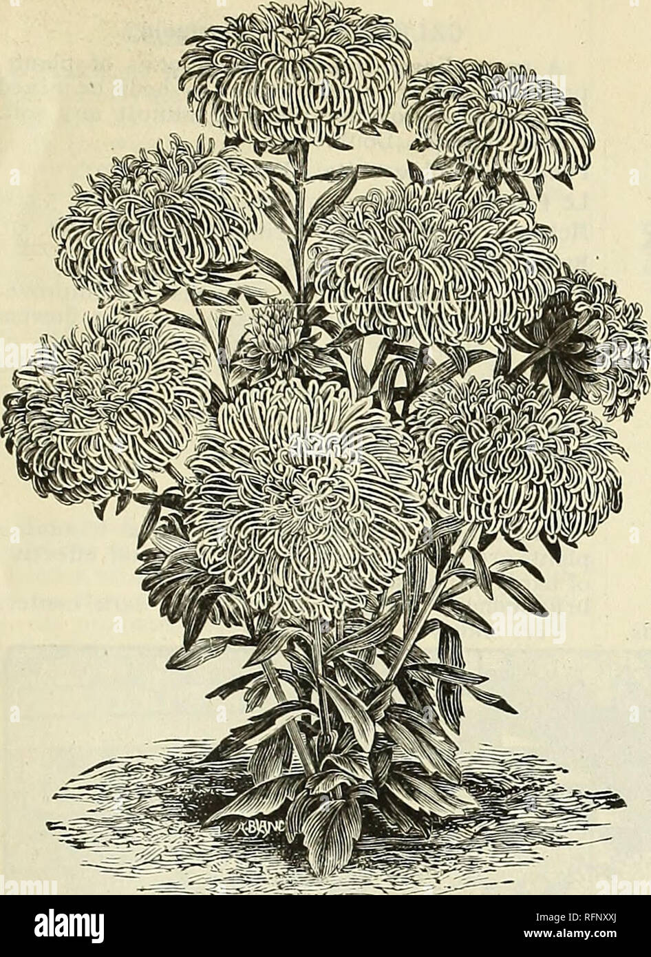 . Annual catalogue of seeds and bulbs. Vegetables Seeds Catalogs; Flowers Seeds Catalogs; Fruit Catalogs; Gardening Equipment and supplies Catalogs; Commercial catalogs New York (State) Buffalo. CATALOGUE OF VEGETABLE, FLOWER AND FARM SEEDS. 3i. BRANCHING ASTER. AUBRIETIA. Quite an ornamental genus of dwarf-growing character, and for that reason is a most appropriate plant for rockwork or for planting in edgings. Culture same as given for auricula. Graeca. Lilac. ]A foot. Hardy perennial. Pkt- 10 cts. Eryi. Dark blue. Pkt. 10 cts. ASTERS. These are among the prettiest annuals in their season,  Stock Photo