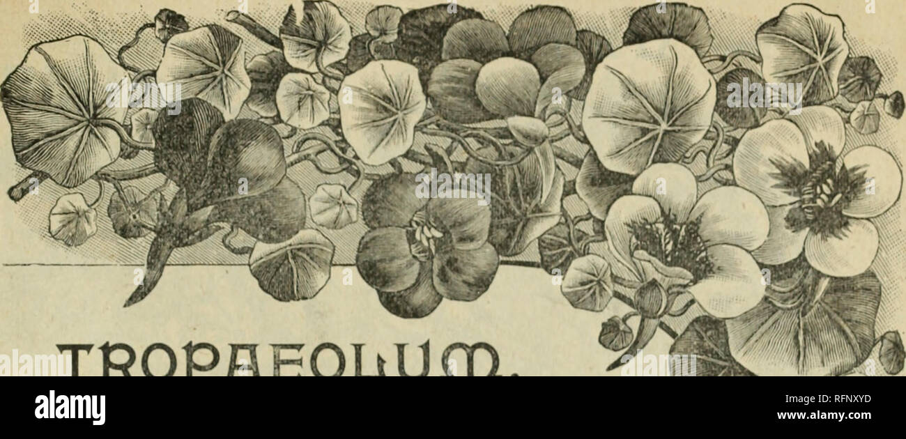 . Beautiful flowers from the Calla Greenhouses. Nurseries (Horticulture) Ohio Catalogs; Flowers Catalogs; Plants Catalogs; Templin-Bradley Seed Company; Nurseries (Horticulture); Flowers; Plants. L. TEMPLIN &amp; SONS, CALLA, OHIO. 63. TROPAEOUUm. (NASTURTIUM. &gt; A popular class of half hardy annuals. The Mowers in colors in- clude all the shades of yellow imd red in the most pleasing and at- tractive combinations. There are three distinct classes of Nostur- ^ tiums, as folio ws : Tropaeolum minus. Dwaf or Bedding- Nasturtiums. One of ou showieM and most popular annuals, forming com pacl pla Stock Photo