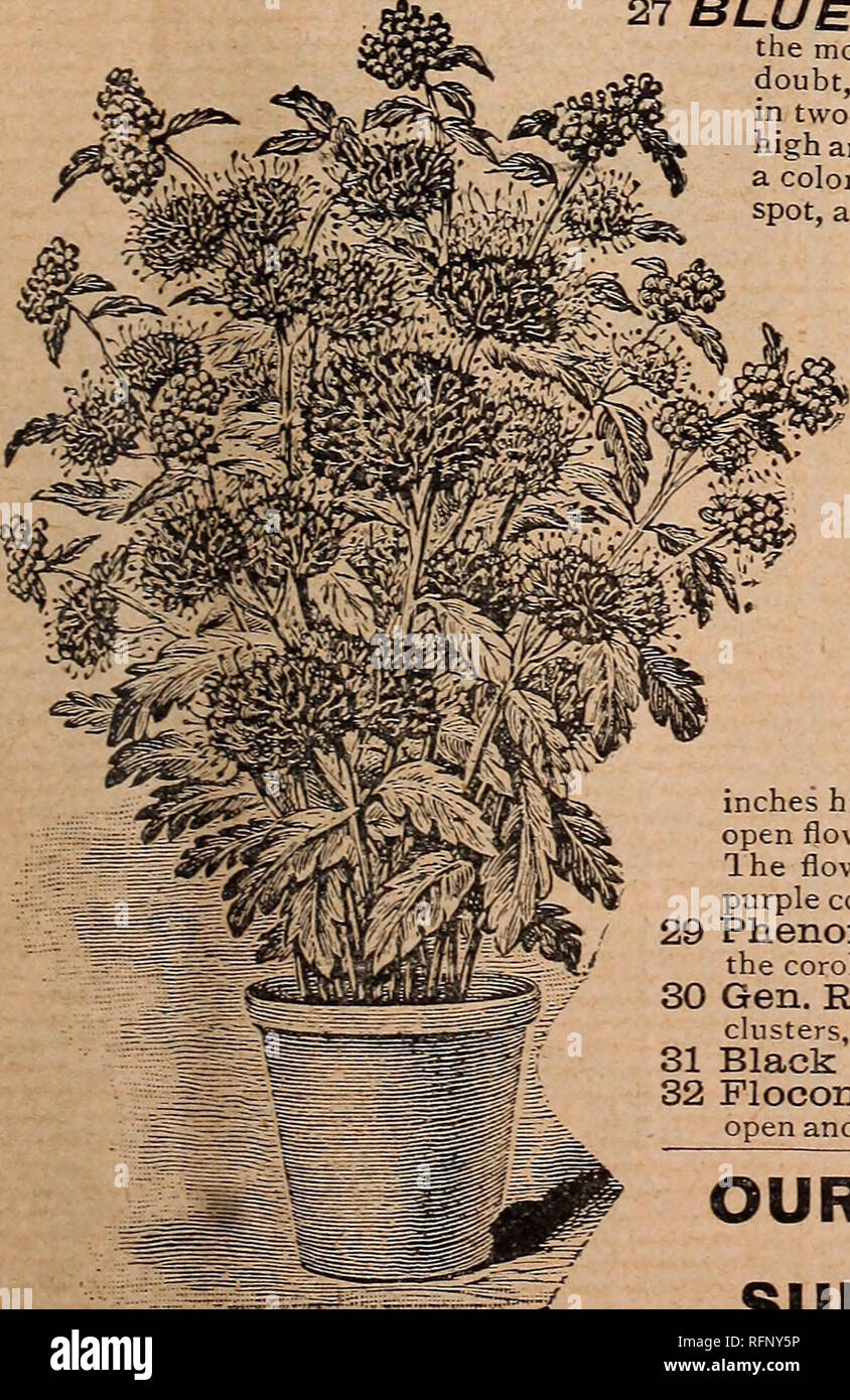 . Pearce's seeds, 1896. Nursery stock Ontario Catalogs; Flowers Seeds Catalogs; Vegetables Seeds Catalogs; Fruit Seeds Catalogs. Our cut gives an excellent idea of the beauty of this plant. The large, tropical looking leaves and compact heads, of most exquisite waxy white flowers, are as delicious in fragrance as a gardenia or jessamine. A single bunch could well form a bouquet in itself. Add to this its easy growth as a pot-plant and the fact that it is almost hardy, and little more is needed to make it popular. A native of China; which, moreover, is en- tirely hardy in the South, where it th Stock Photo