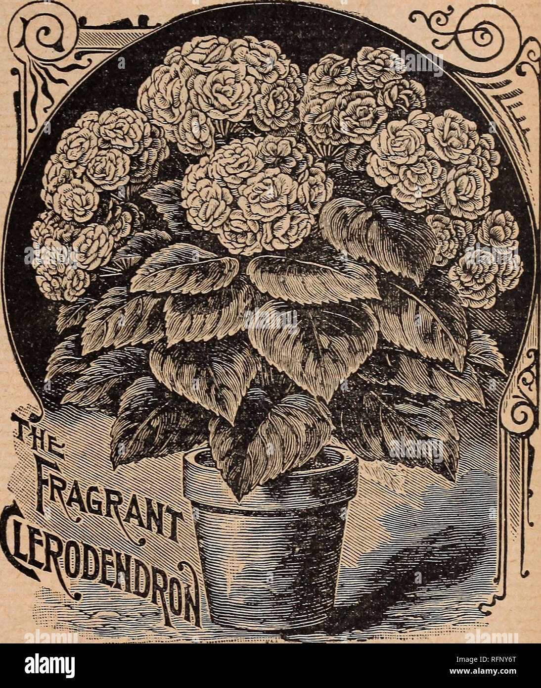 . Pearce's seeds, 1896. Nursery stock Ontario Catalogs; Flowers Seeds Catalogs; Vegetables Seeds Catalogs; Fruit Seeds Catalogs. JOHN S. PEARCE &amp; GO.—Plant Department. 43 19 THE FRACRANT CLERODeNDRON.. Our cut gives an excellent idea of the beauty of this plant. The large, tropical looking leaves and compact heads, of most exquisite waxy white flowers, are as delicious in fragrance as a gardenia or jessamine. A single bunch could well form a bouquet in itself. Add to this its easy growth as a pot-plant and the fact that it is almost hardy, and little more is needed to make it popular. A na Stock Photo