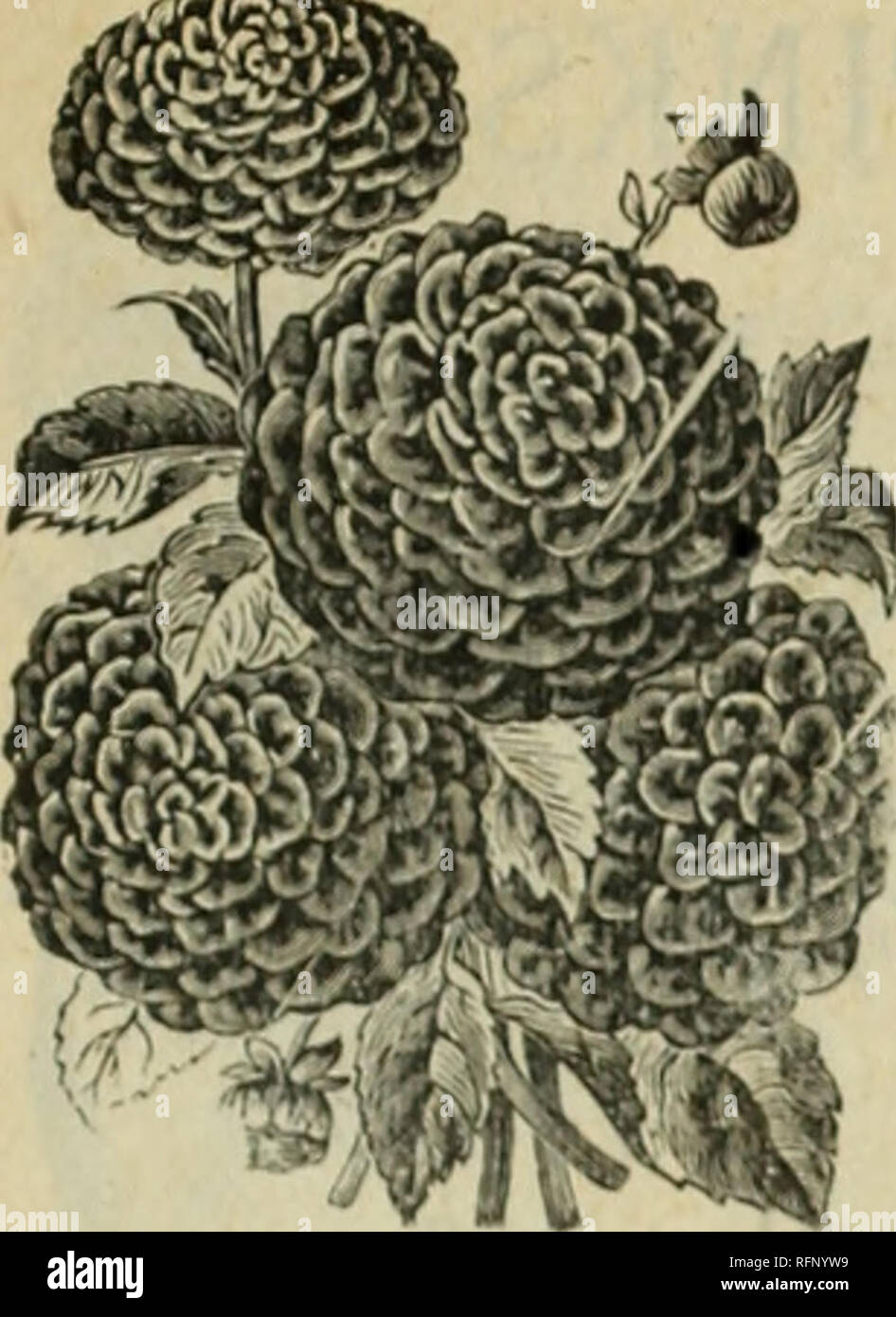 . Beautiful flowers from the Calla Greenhouses. Nurseries (Horticulture