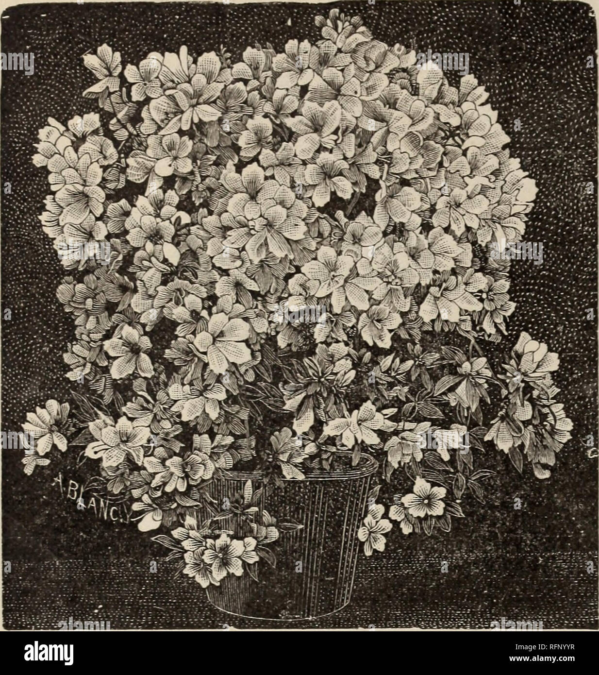 . Special florists' trade list : fall, 1896. Nursery stock Ohio Catalogs; Plants, Ornamental Catalogs; Flowers Catalogs; Bulbs (Plants) Catalogs; Nursery stock; Plants, Ornamental; Flowers; Bulbs (Plants). THE STORRS &amp; HARRISON COMPANY, General Collection of Plants for Florists*. AZALEA INDICA. AZALEAS. Fine shapely plants with bushy crowns, well set with buds, and of varieties the most desirable for florists' use. Order early and have them shipped during October, when they can be forwarded per- fectly safe by fast freight, and save heavy express charges. Per 100 io to 12-inch crowns $35 0 Stock Photo