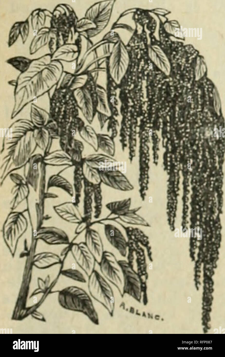 . Beautiful flowers from the Calla Greenhouses. Nurseries (Horticulture