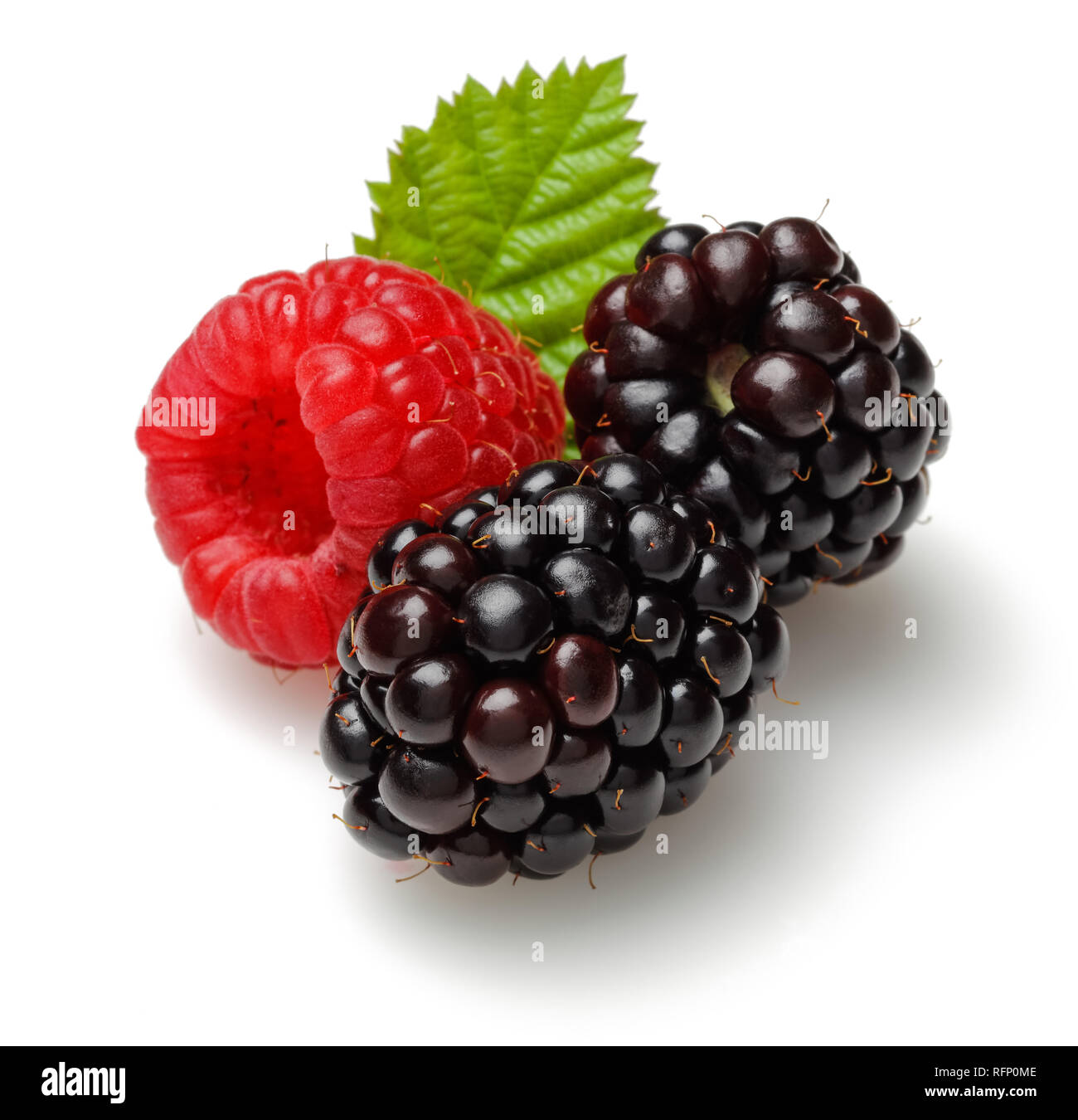 Blackberry Vs Raspberry Leaf Raspberry and blackberries with leaf on white background Stock Photo ...