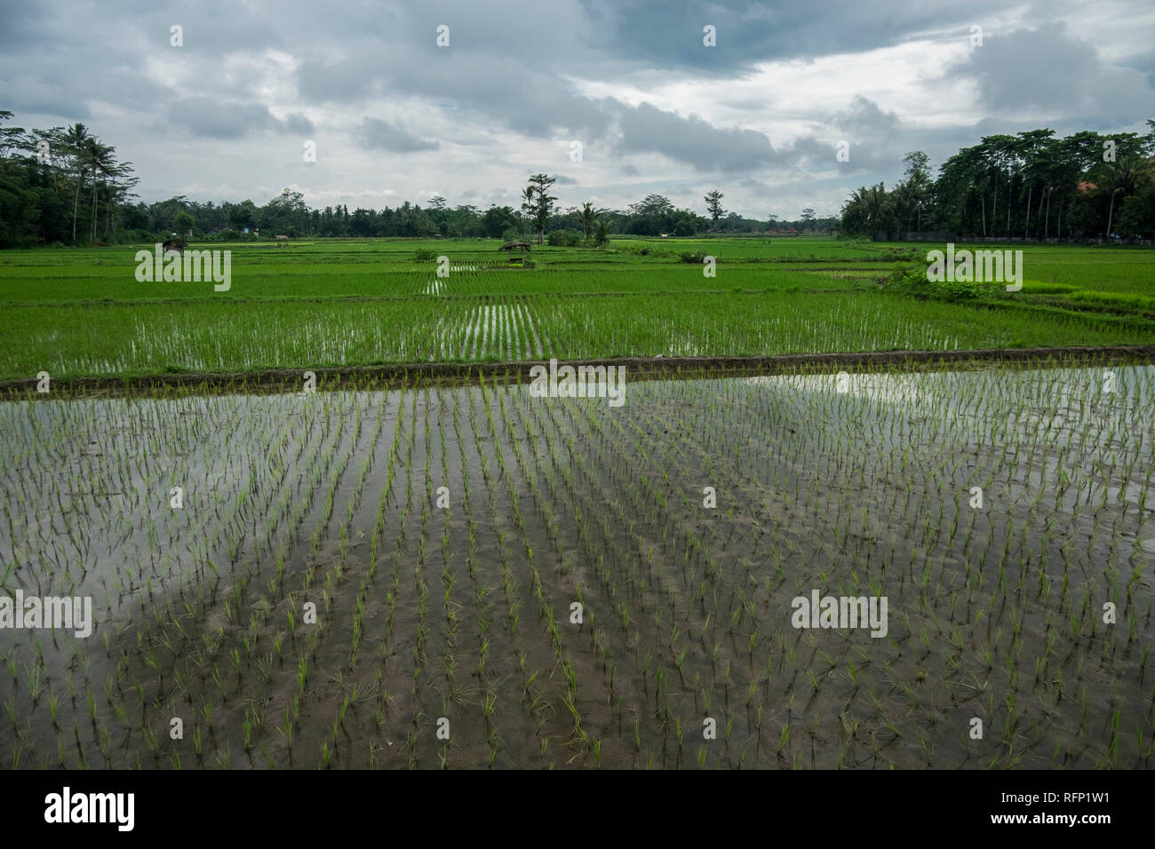 Wide view flooded rice paddies hi-res stock photography and images - Alamy