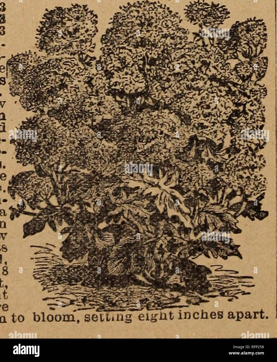 . Park's floral guide, 1896. Nursery stock Pennsylvania Catalogs; Flowers Seeds Catalogs. Ctieeno&amp;r-'i &gt;u ct fastigiata. Cape of Good Hope.... 5 A plant growing from six to nine inches high, mmi and compact, and covered with au a jundance of pink- •48/7 $s$Fjl/3k ish-white flowers. Useful for edgings or bor lers. Set 6 inches apart. This little plant will be^r acquaint- ance, and thost  ho are fond of variety should add it to their collection. In its na- tive home it is a perennial; but in our couutry at the North it should be treated as an annual. It i3 said to ap- pear well planted Stock Photo