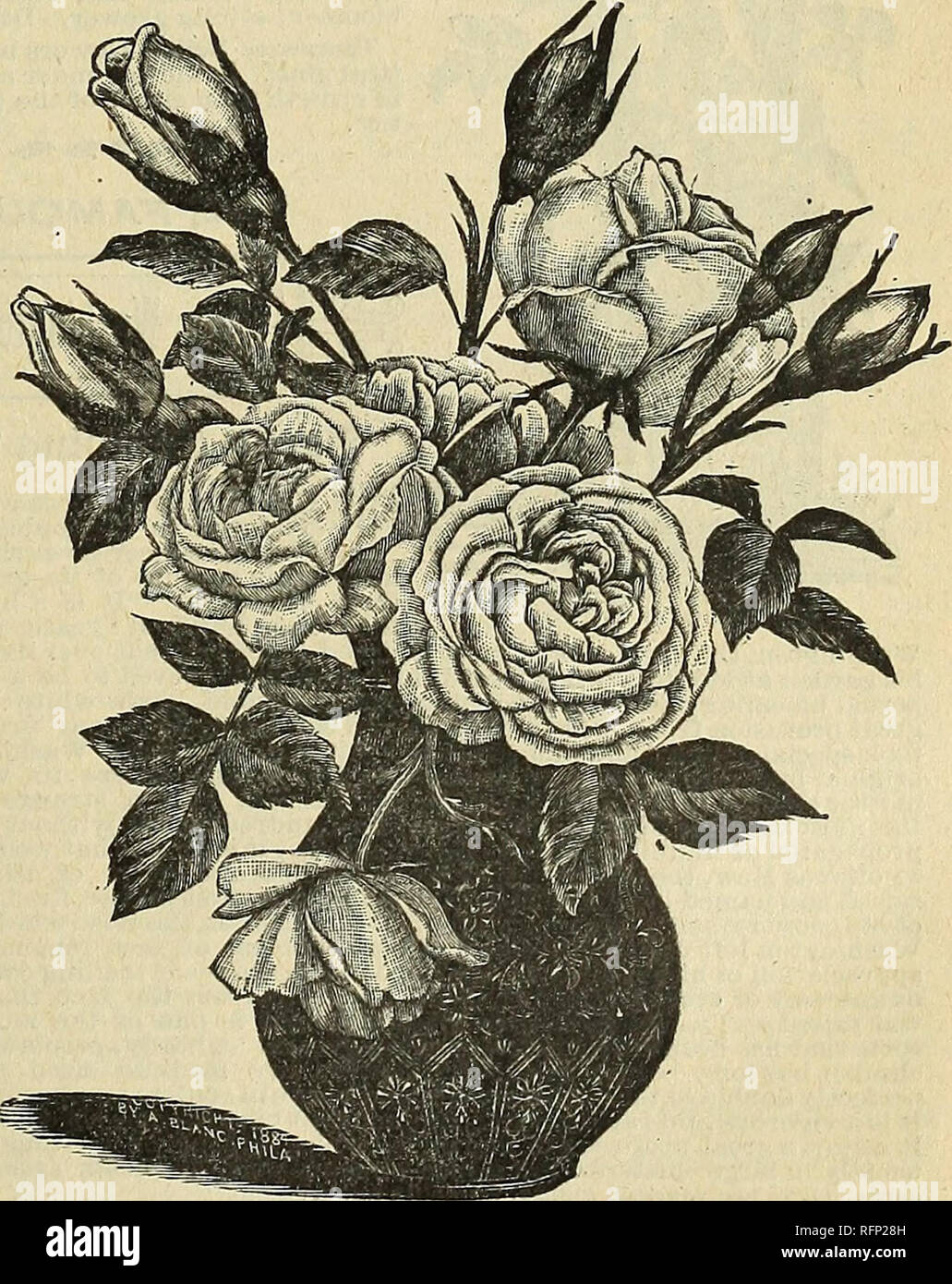 . Floral gems for 1896. Flowers Seeds Catalogs; Bulbs (Plants) Catalogs; Roses Catalogs; Plants, Ornamental Catalogs; Commercial catalogs Ohio Springfield; Flowers; Bulbs (Plants); Roses; Plants, Ornamental; Commercial catalogs. s If 6*2 Jj fa n.2 2 -2 CO JO 00 01 Â© polyantha, or Fairy Roses. Price, 8 cents each; two-year-old plants, 20 cents. Little PetâAs it opens the bud appears of bluish color, but it is soon seen that it is only upon the back of the outer row of petals, the other portion of the rose being pure white. nignonetteâA lovely Fairy Rose, full, regular flowers, per- fectly doub Stock Photo