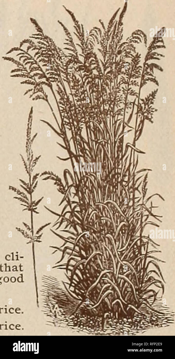 Mccullough S Seed Catalogue And Amateur S Guide 1896 Vegetables Seeds Catalogs Flowers Catalogs Fruit Trees Seedlings Catalogs Agricultural Implements Catalogs Commercial Catalogs Ohio Cincinnati Vegetables Flowers Fruit Trees Agricultural