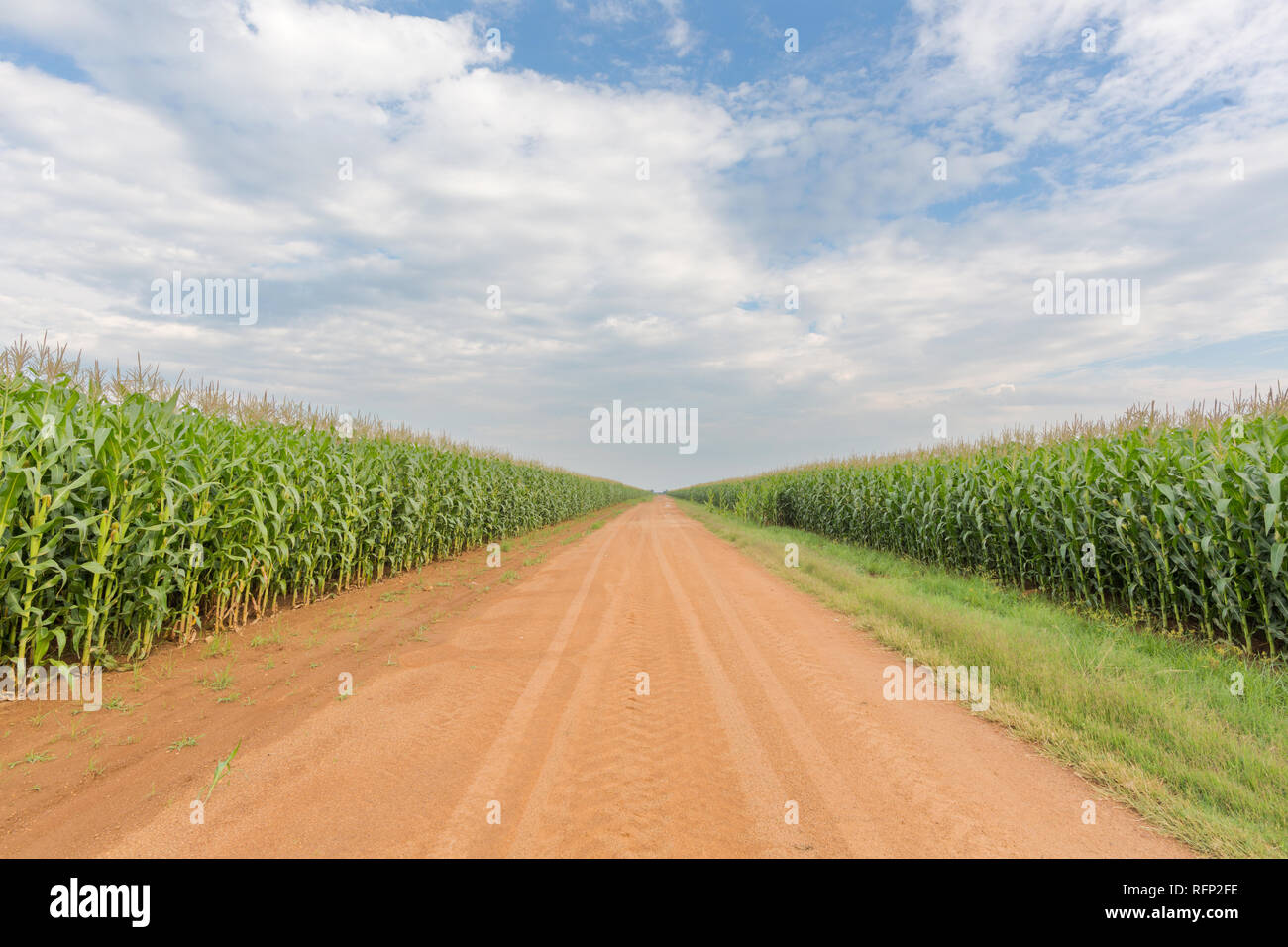 Maize field next hi-res stock photography and images - Alamy