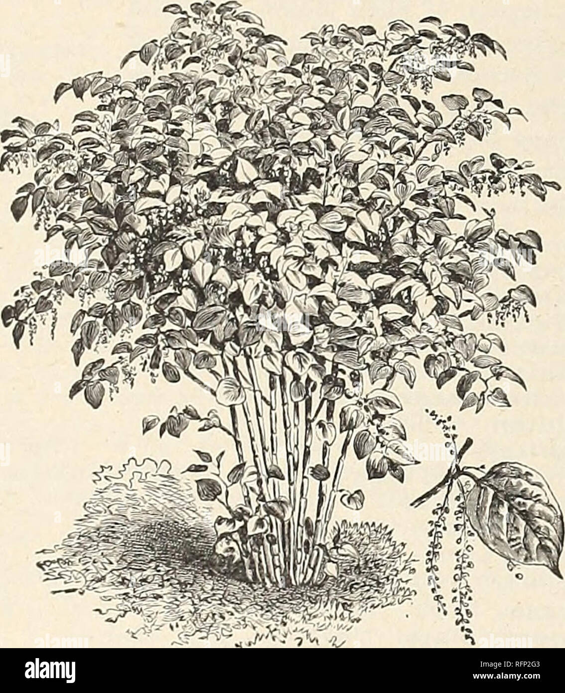 . Descriptive catalogue of ornamental trees, shrubs, vines, evergreens, hardy plants and fruits. Nurseries (Horticulture) Pennsylvania Catalogs; Trees Seedlings Catalogs; Ornamental shrubs Catalogs; Flowers Catalogs; Fruit Catalogs; Nurseries (Horticulture); Trees; Ornamental shrubs; Flowers; Fruit. Pycnanthemum MnifOlium. White. August to October. 2% feet $ IS each $1 25 per 10 &quot; muticum. White. August to October, 2 feet 15 &quot; 1 25 &quot; 10 Pyrethrum roseum. Rose. June and July. 2 feet 20 &quot; 1 75 &quot; 10 This is one of the prettiest perennials of its season. The flowers are on Stock Photo