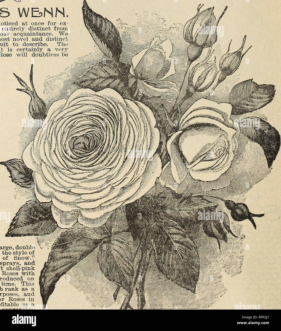 . Floral gems for 1896. Flowers Seeds Catalogs; Bulbs (Plants) Catalogs; Roses Catalogs; Plants, Ornamental Catalogs; Commercial catalogs Ohio Springfield; Flowers; Bulbs (Plants); Roses; Plants, Ornamental; Commercial catalogs. The Charming New Tea Rose^ LUCIOLE. A new French Tea Rose of much more than ordinary merit, very bright carmine rose, tinted and shaded with saffron, the base of the petals being copper-yellow with reverse a rosy bronze, large, pointed, very double and very sweet-scented; flower stem roughened like a Moss Rose, the coloring is entirely new and very brilliant. The open  Stock Photo