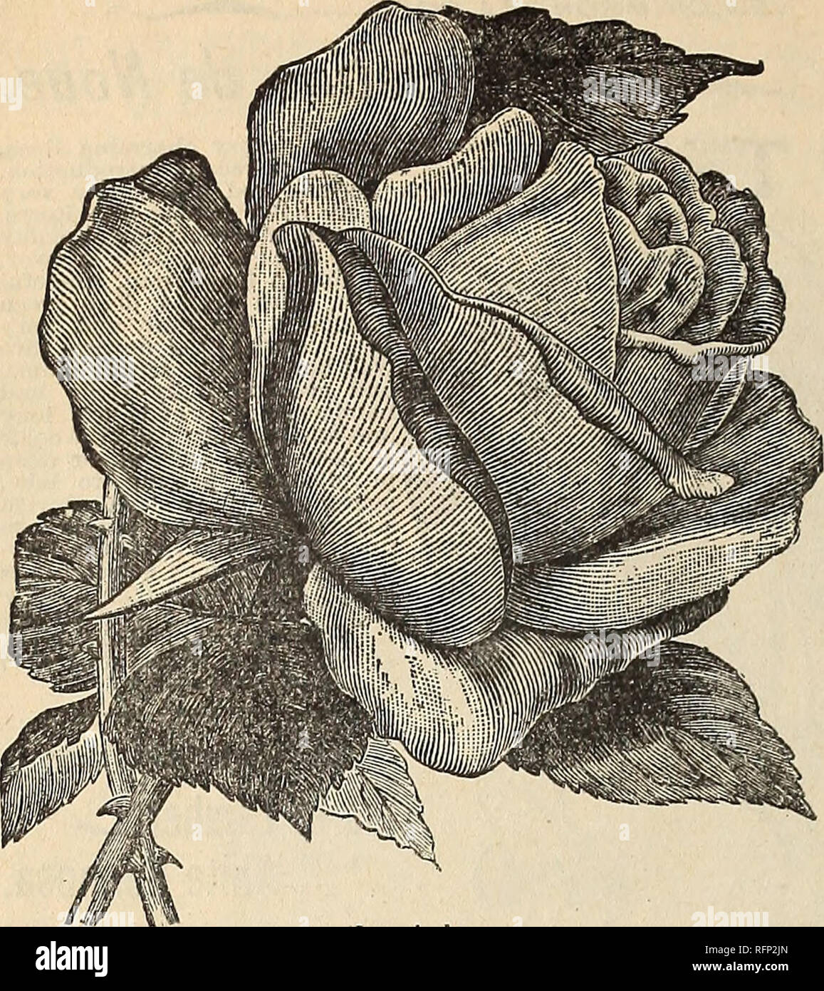 . Floral gems for 1896. Flowers Seeds Catalogs; Bulbs (Plants) Catalogs; Roses Catalogs; Plants, Ornamental Catalogs; Commercial catalogs Ohio Springfield; Flowers; Bulbs (Plants); Roses; Plants, Ornamental; Commercial catalogs. 16 McGregor Brothers, Florists, Springfield, Ohio.. The Charming New Tea Rose^ LUCIOLE. A new French Tea Rose of much more than ordinary merit, very bright carmine rose, tinted and shaded with saffron, the base of the petals being copper-yellow with reverse a rosy bronze, large, pointed, very double and very sweet-scented; flower stem roughened like a Moss Rose, the co Stock Photo