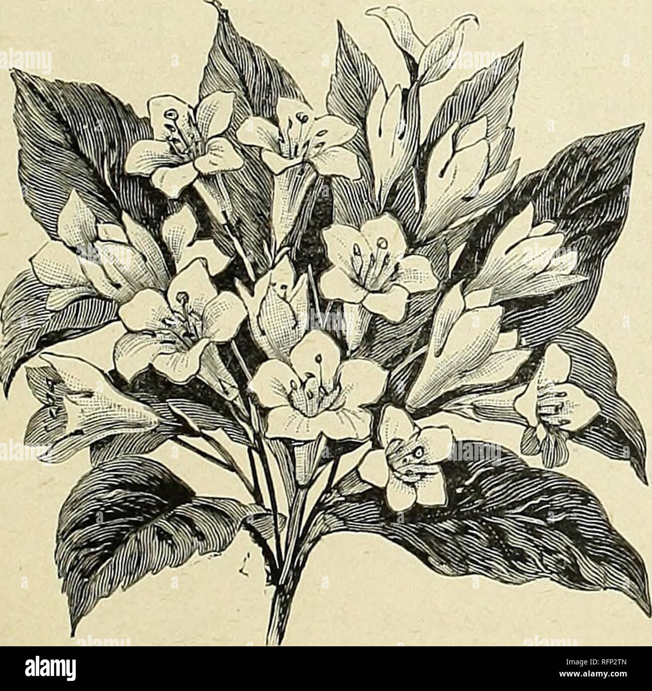 Descriptive Catalogue Of Ornamental Trees Shrubs Vines Evergreens Hardy Plants And Fruits Nurseries Horticulture Pennsylvania Catalogs Trees Seedlings Catalogs Ornamental Shrubs Catalogs Flowers Catalogs Fruit Catalogs Nurseries