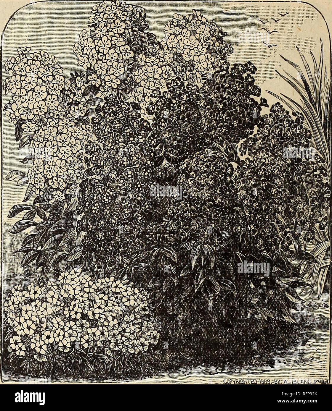 . Spring 1896. Nursery stock Ohio Catalogs; Roses Ohio Catalogs; Flowers Catalogs; Vegetables Catalogs; Nursery stock; Roses; Flowers; Vegetables. 56. HARDY PHLOXES. PHLOX. HARDY PERENNIAL. The new French varieties all carry very fine, distinct, pure- colors, in great trusses, many of them beautifully shaded and marked with very distinct, clear, bright eyes. They re- quire no care but dividing and resetting every second year. Instead of the thin flowers, which were limited to lilac and white colors, we now have gorgeous flowers, combining all the different tints of rose, carmine, red and purpl Stock Photo