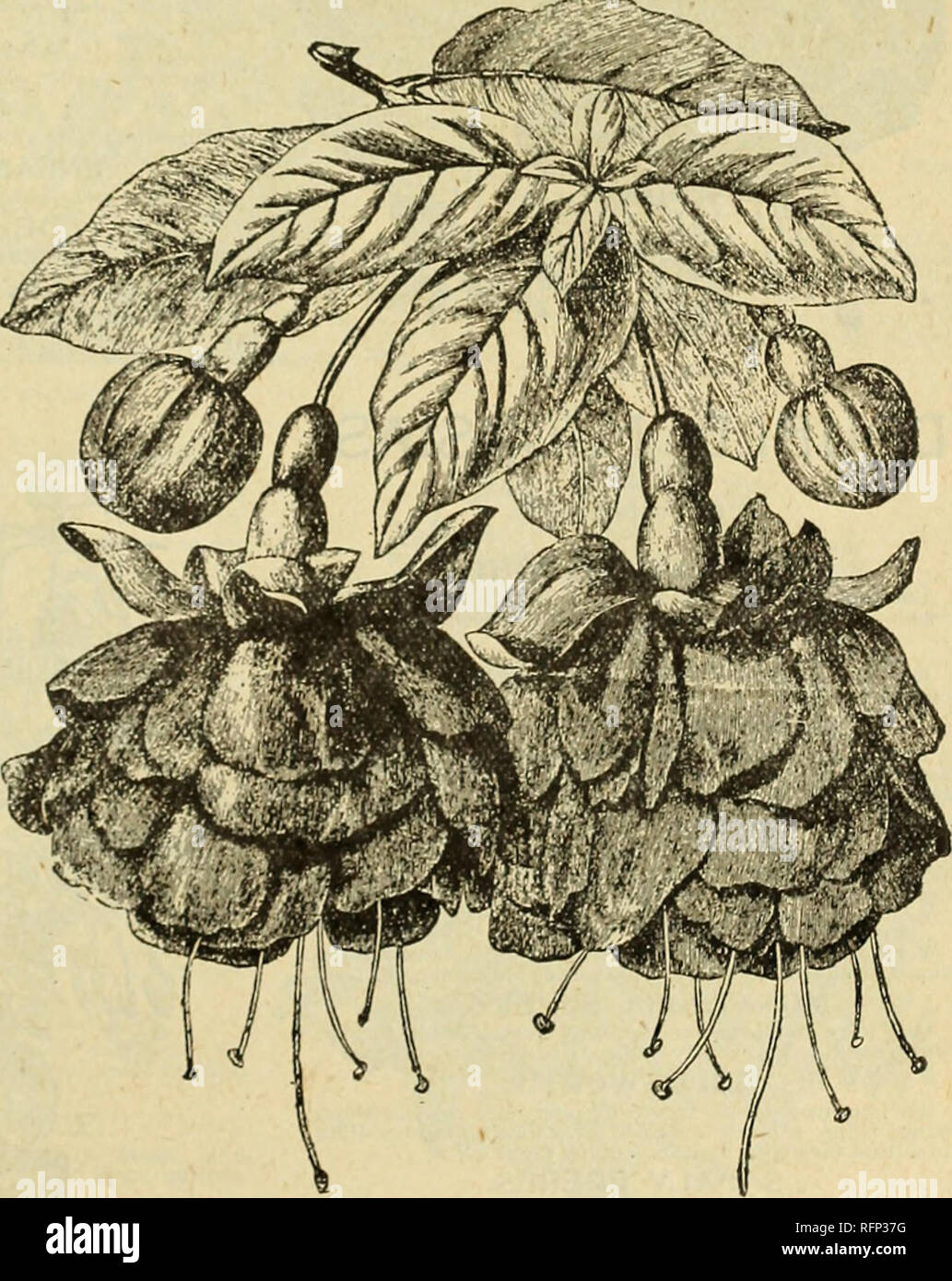 . Spring 1896. Nursery stock Ohio Catalogs; Roses Ohio Catalogs; Flowers Catalogs; Vegetables Catalogs; Nursery stock; Roses; Flowers; Vegetables. THE NATIONAL PLANT COMPANY, FLORISTS, DAYTON, OHIO. 47 4hh • SELECT • bIST • OF . FUCHSIAS. 1^1 This beautiful novelty, introduced a few years since, is a decided acquisition, and deserves a place in every garden. It is of a dwarf, compact growth, branches numerous, leaves small and of a beautiful glowing green color. The buds for two weeks before they expand are balls of glowing crimson. The sepals are of the same glowing scarlet-crimson as the bu Stock Photo
