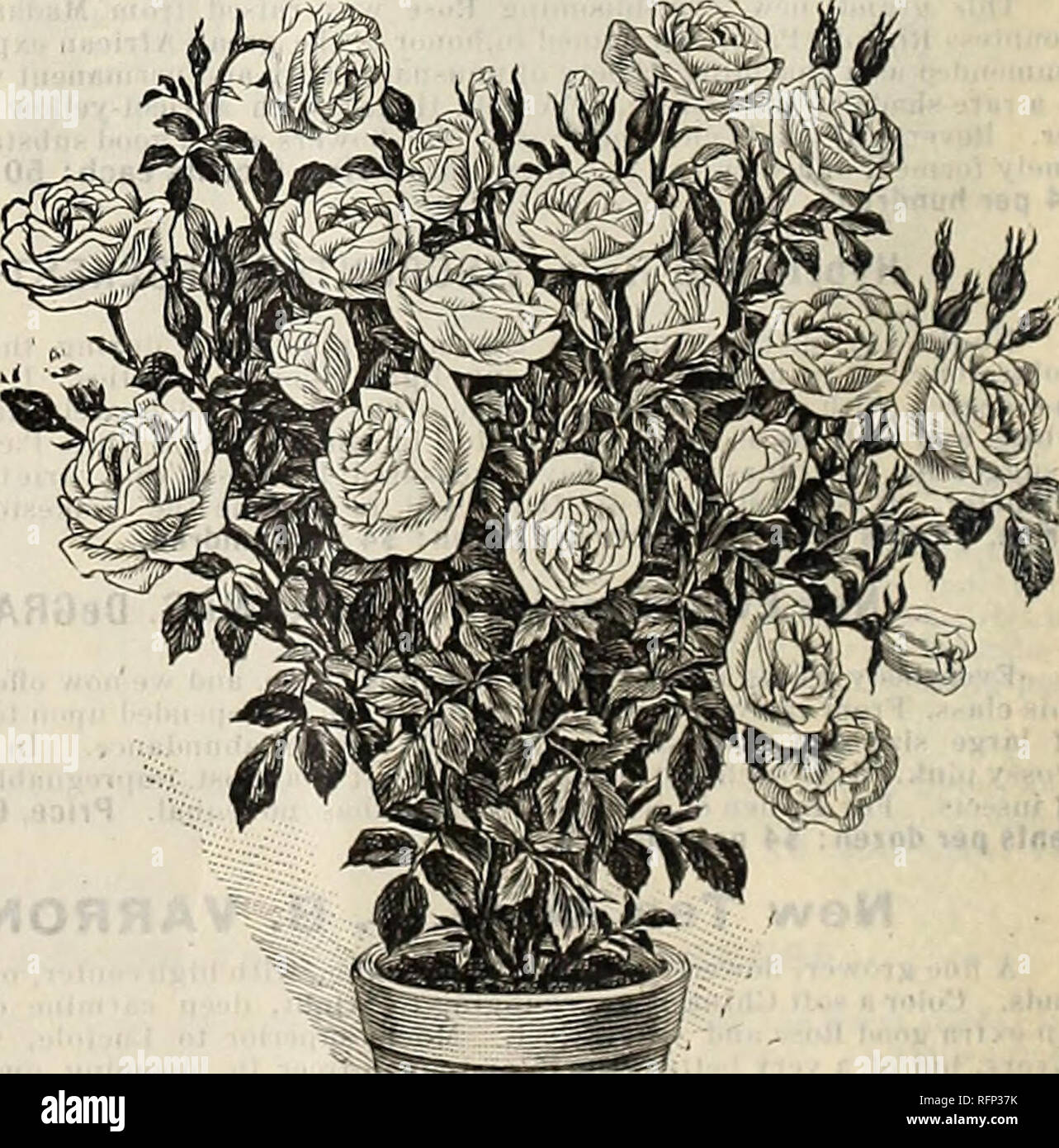 Mcgregor Brothers Wholesale Price List Of Plants For Florists For Fall Of 1896 Nurseries Horticulture Ohio Springfield Catalogs Flowers Catalogs Bulbs Plants Catalogs Nurseries Horticulture Flowers Bulbs Plants New Forcing Rose