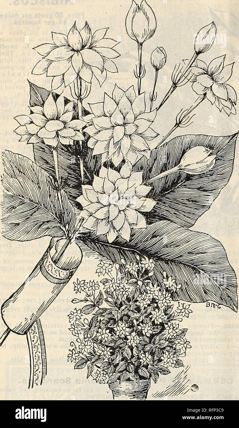 Mcgregor Brothers Wholesale Price List Of Plants For Florists For Fall Of 1896 Nurseries Horticulture Ohio Springfield Catalogs Flowers Catalogs Bulbs Plants Catalogs Nurseries Horticulture Flowers Bulbs Plants 14 Mcgregor Brothers