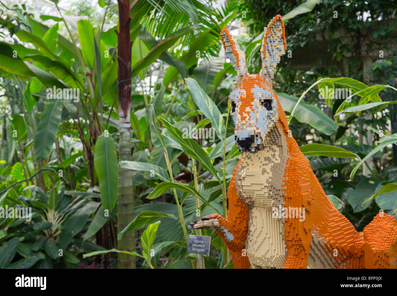 RHS Garden Wisley, Surrey, UK. 25 January, 2019. Final preparations of more than 40 life-sized animals and plants including this Australian Kangaroo Stock Photo