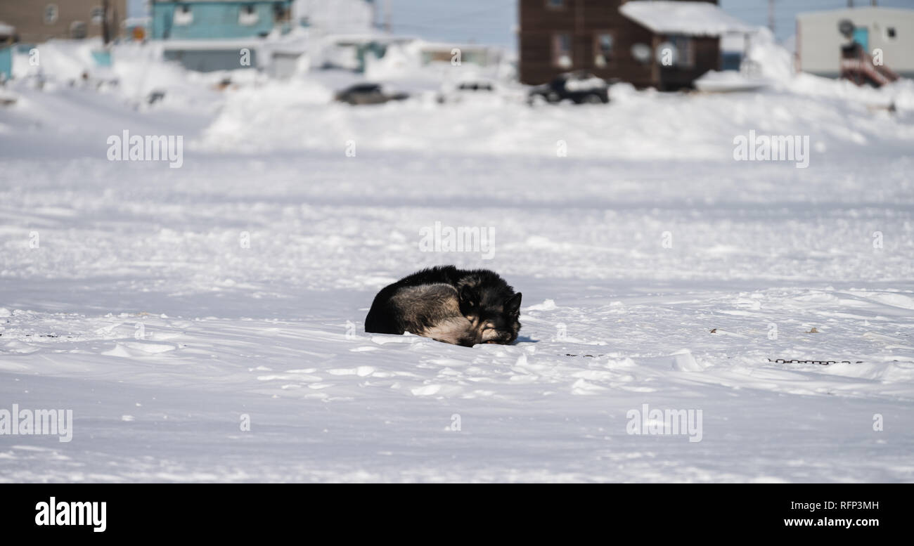 Sled dog asleep on Arctic sea ice, Tuktoyaktuk. Stock Photo