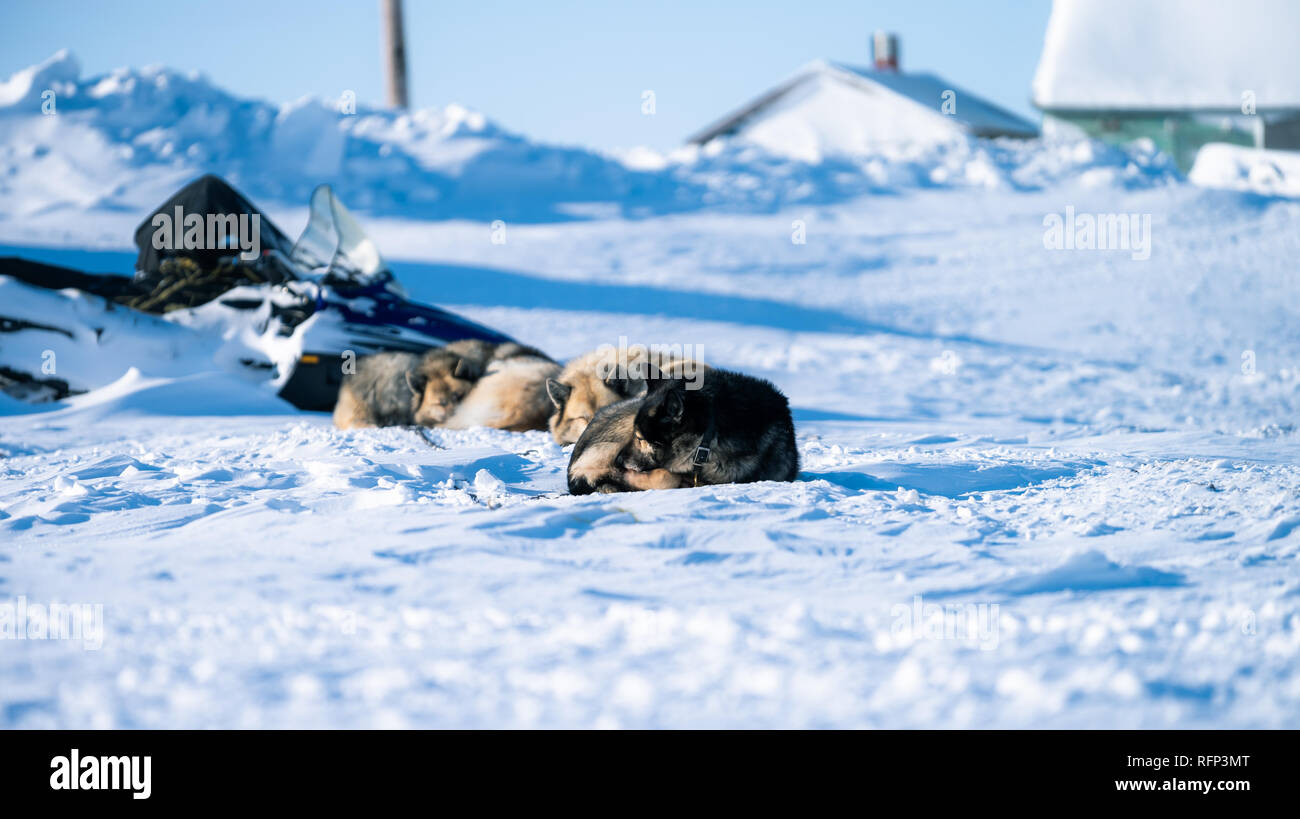 Sled dogs asleep on Arctic sea ice, Tuktoyaktuk Stock Photo - Alamy