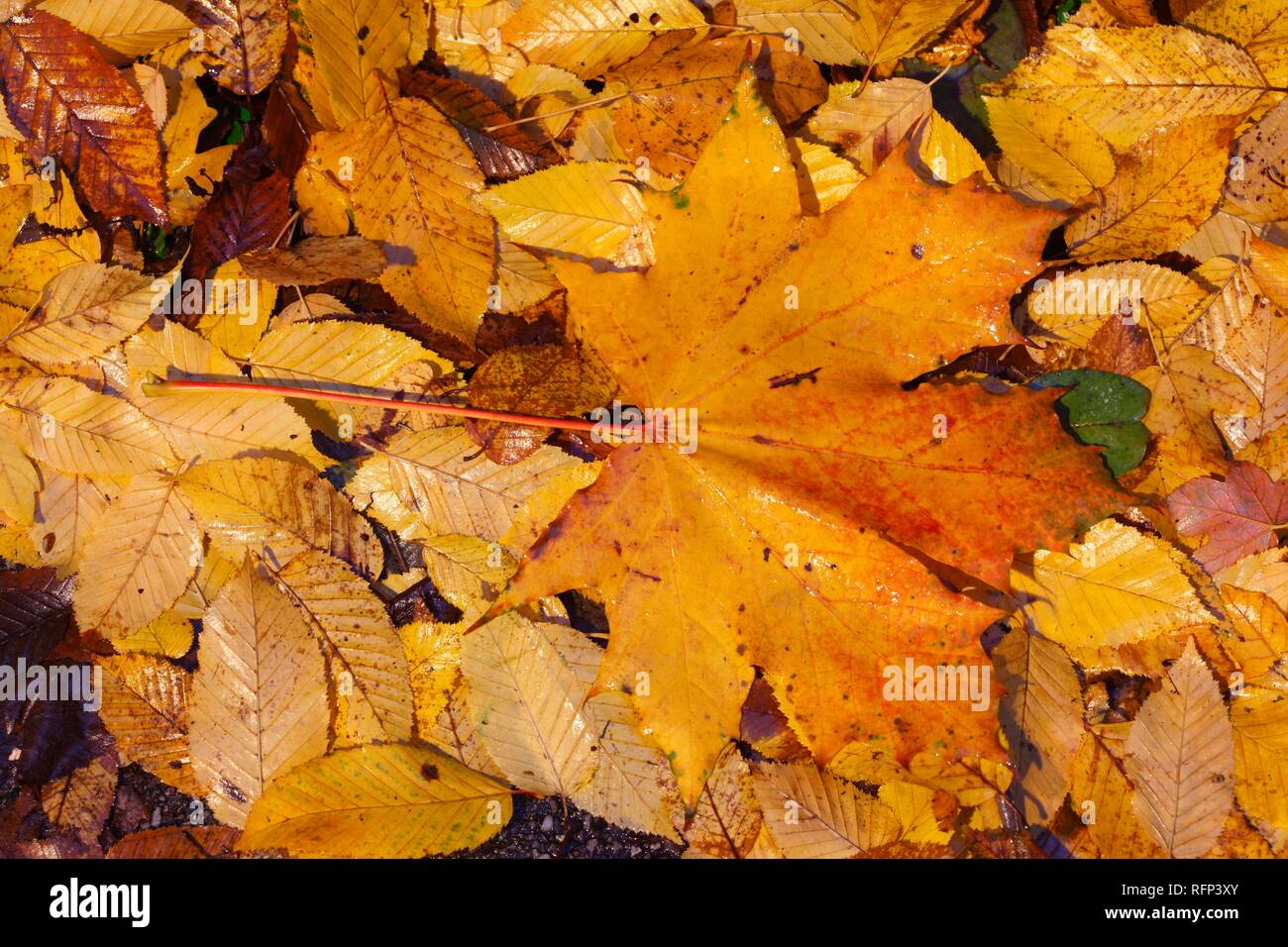 Maple leaf, colourful autumn leaves lying on the ground, Germany Stock Photo