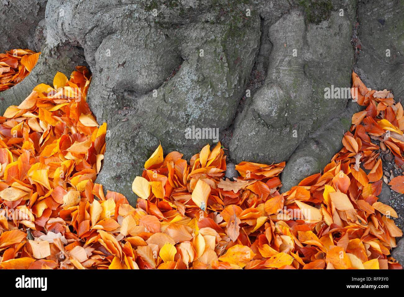 Old gnarled tree trunk, colourful autumn leaves lying on the ground, Germany Stock Photo