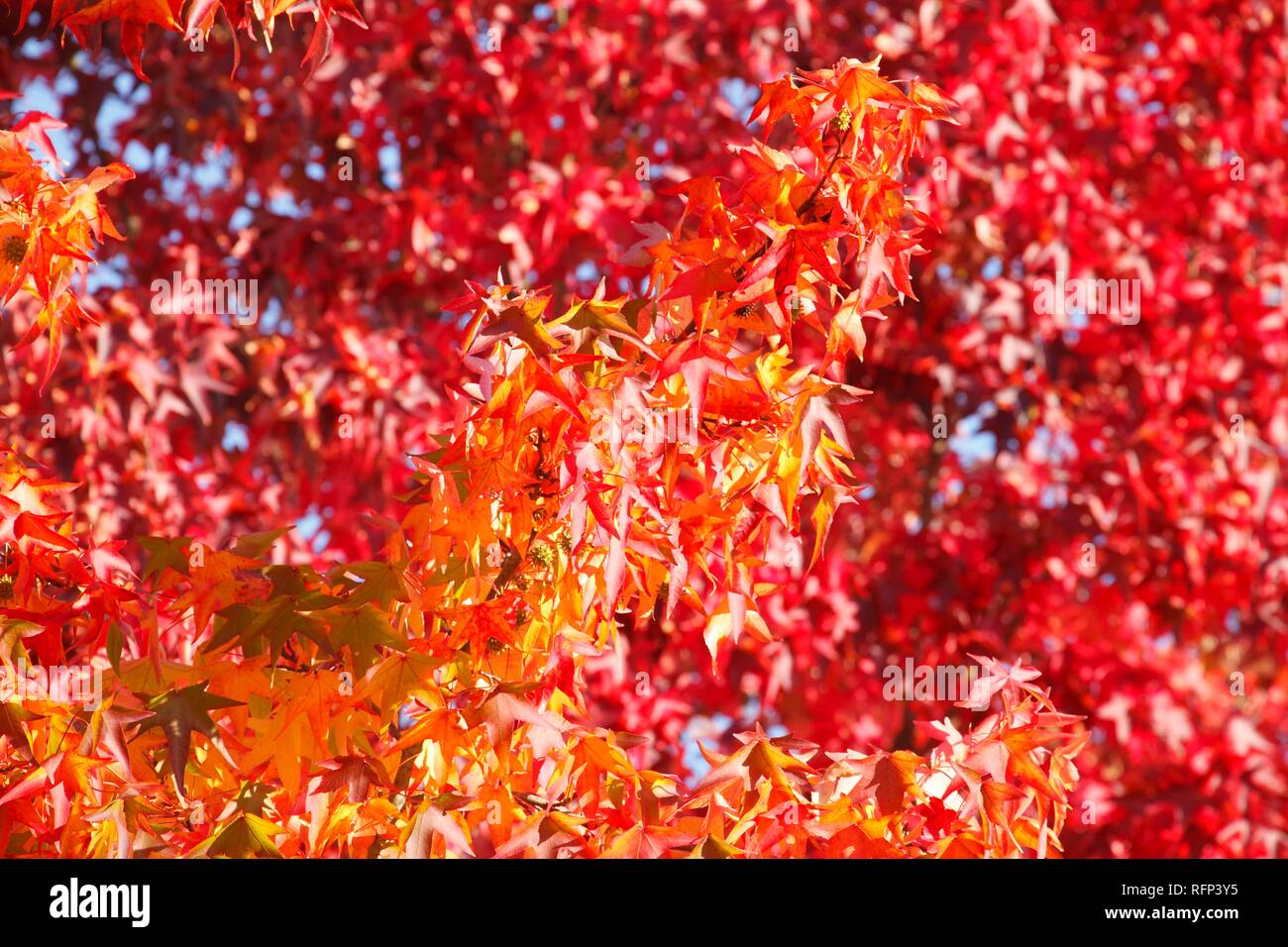 Smooth Japanese maple (Acer palmatum), red autumn leaves on a tree, Germany Stock Photo