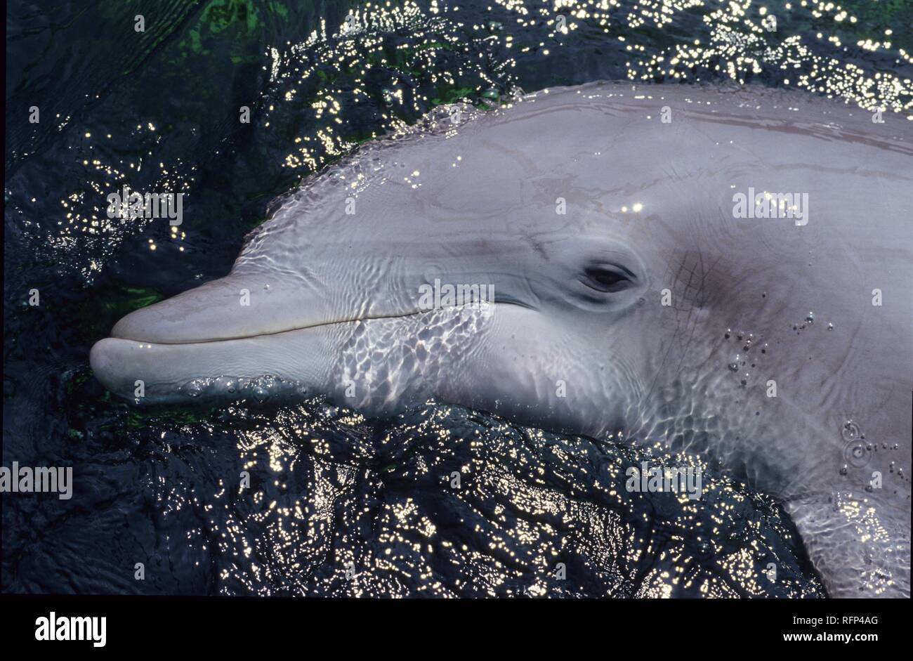 Dolphin (Delphinidae) Stock Photo