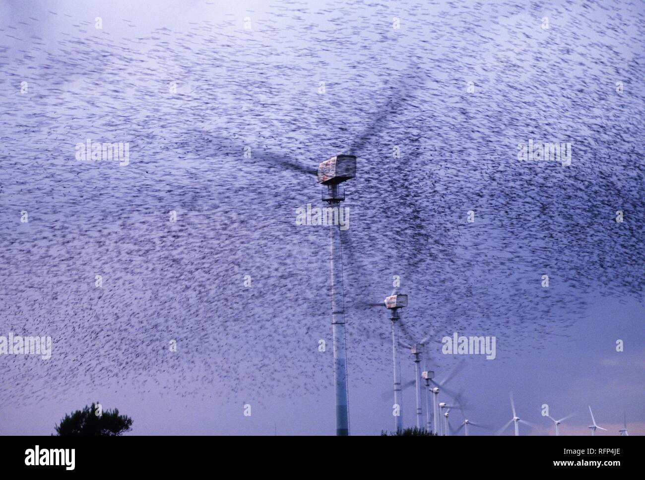 Flock of birds near wind power stations, Husum, Schleswig-Holstein, Germany Stock Photo