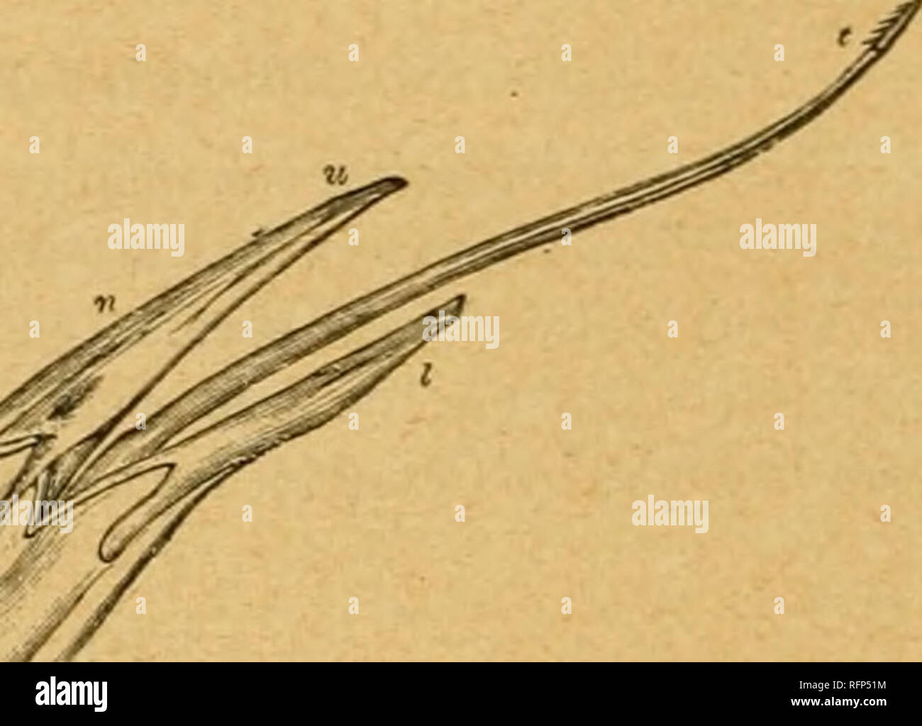 Cassell's natural history. Animals; Animal behavior. Fig. 1.—"hyoid' BONE OP ADVLT Southoi FOWL. (After W. K. Parfrer.) i i • ii irti comtc-hyais; iM) are extremely plentiful m the ™B«"i'hran?hVi?u''or Cassell's natural history. Animals; Animal behavior. Fig. 1.—"hyoid' BONE OP ADVLT Southoi FOWL. (After W. K. Parfrer.) i i • ii irti comtc-hyais; iM) are extremely plentiful m the ™B«"i'hran?hVi?u''or
