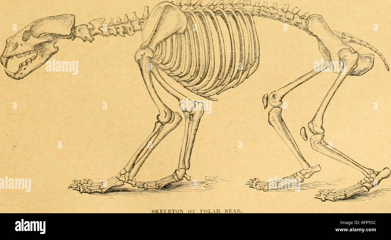 Cassell's natural history. Animals; Animal behavior. In the spine, or vertebral  column, there is not much to notice beyond the great size of the first two  vertebras, or those which support