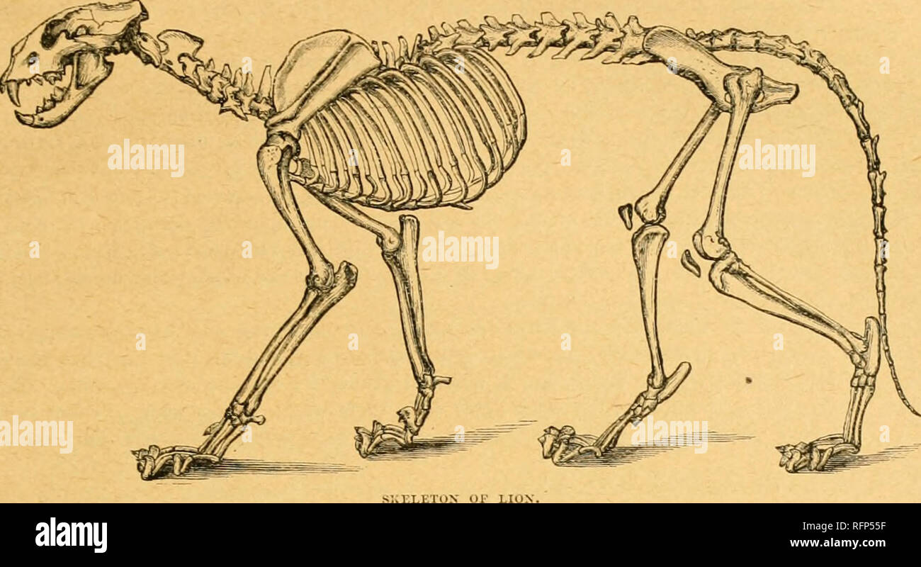 Cassell's natural history. Animals; Animal behavior. SKELETON OF THE LAXD CARXIVVRA.. In the spine, or vertebral column, there is not much to notice beyond the great size of the first two Cassell's natural history. Animals; Animal behavior. SKELETON OF THE LAXD CARXIVVRA.. In the spine, or vertebral column, there is not much to notice beyond the great size of the first two