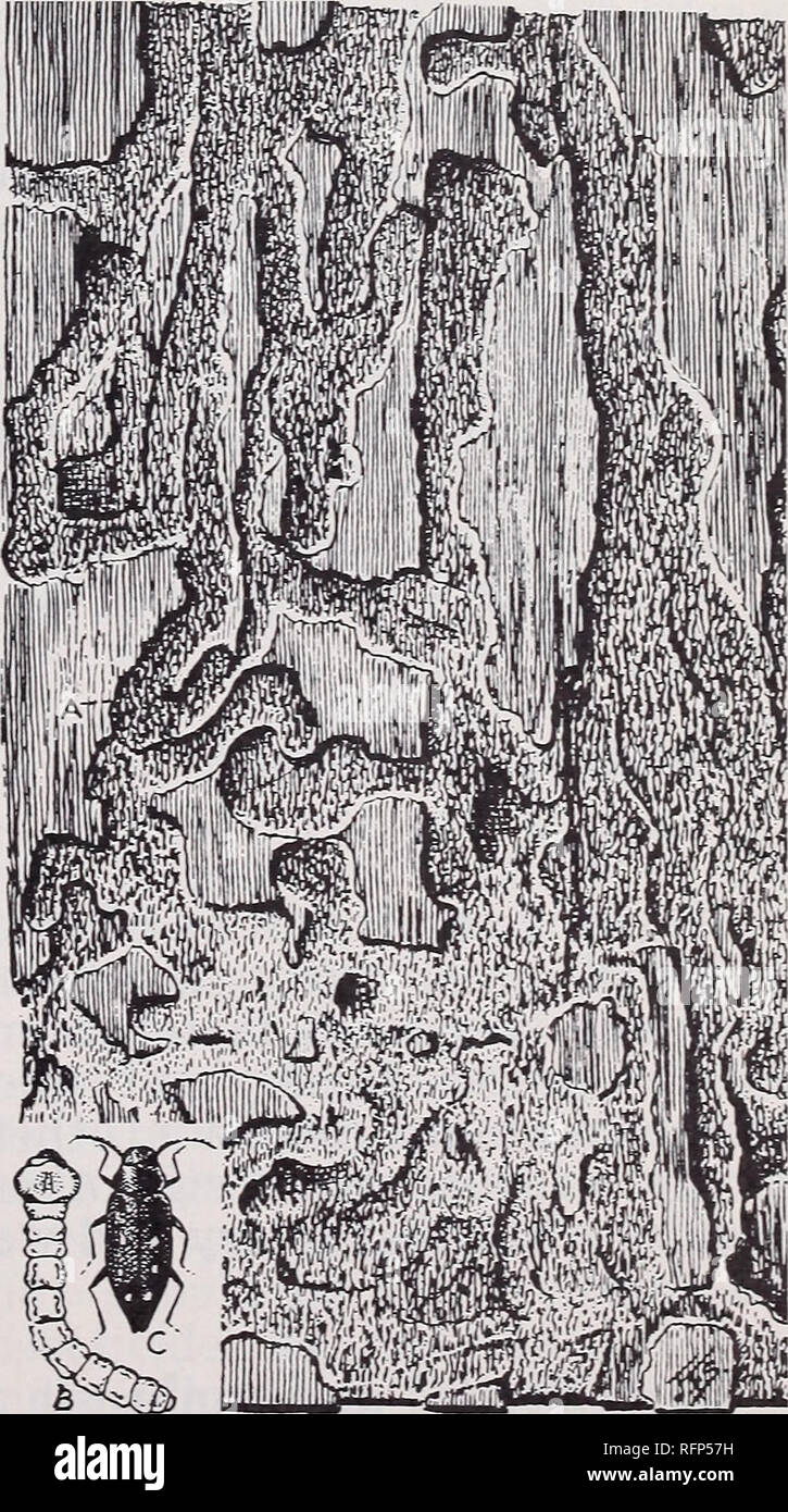 Protecting Log Cabins Rustic Work And Unseasoned Wood From