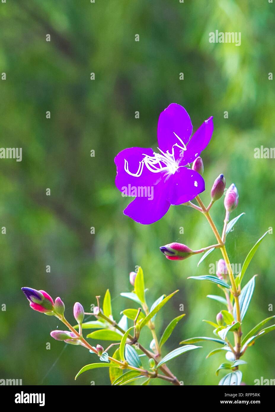 Vibrant purple flower hi-res stock photography and images - Alamy