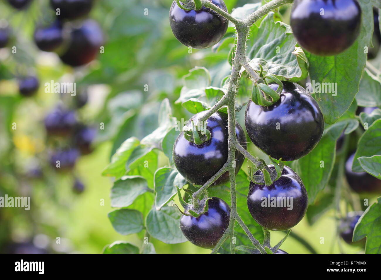 Black tomatoes on a branch in the garden. Indigo rose tomato Stock ...