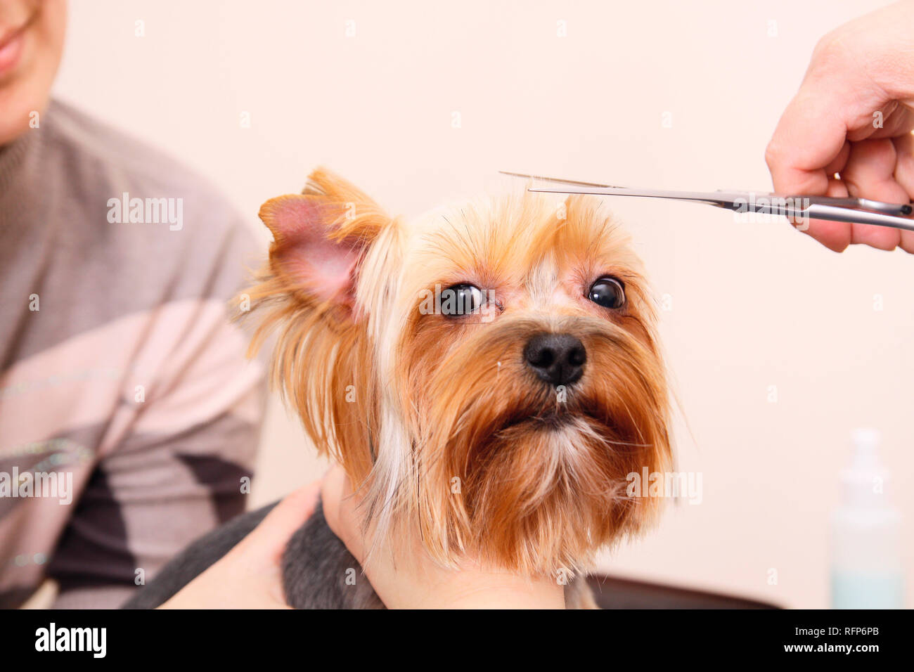 Yorkshire Terrier Getting His Hair Cut At The Groomer Stock