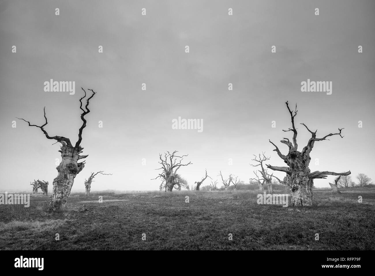 Dead Forest Stock Photo