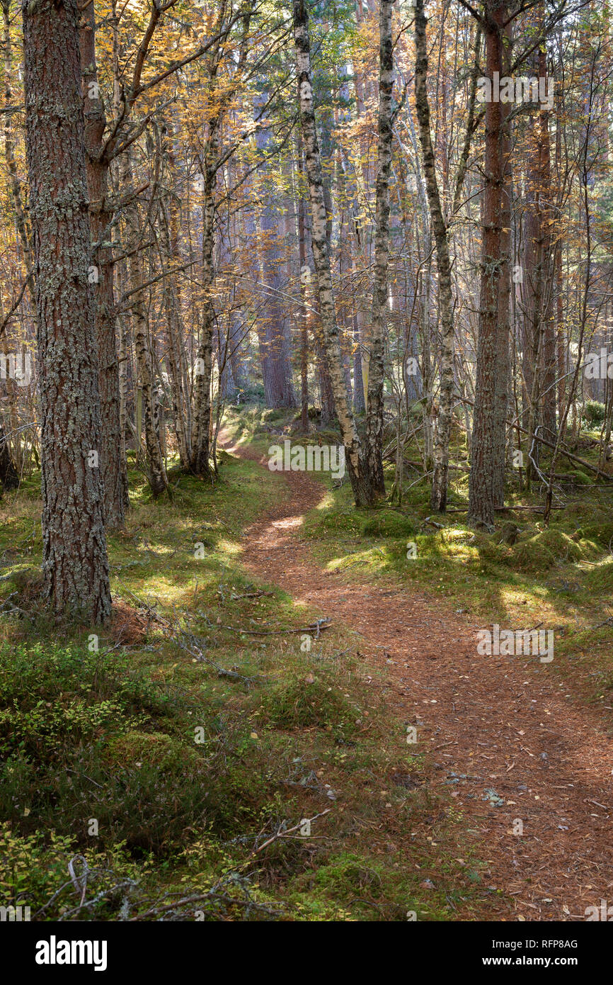 Forest track through Birch in the Cairngorms National Park of Scotland. Stock Photo