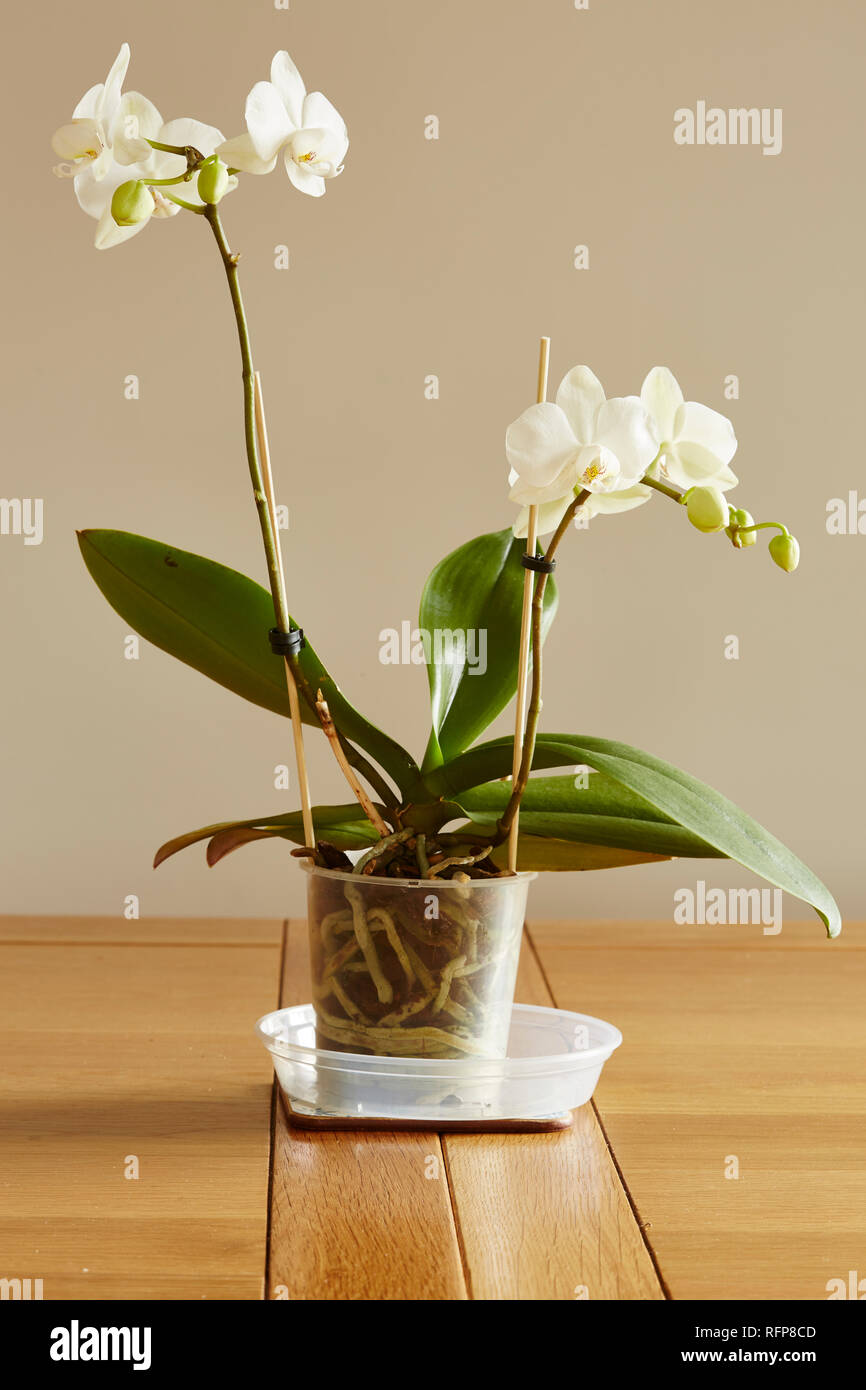 A white Orchid,Palaenopsis,in a pot on a table with a plain background Stock Photo
