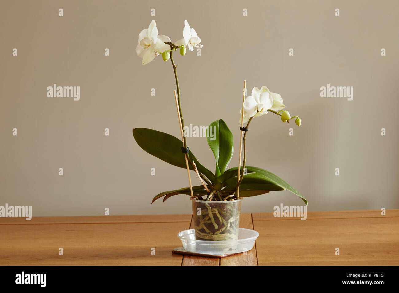 A white Palaenopsis plant  on a table with a plain abackground, Stock Photo