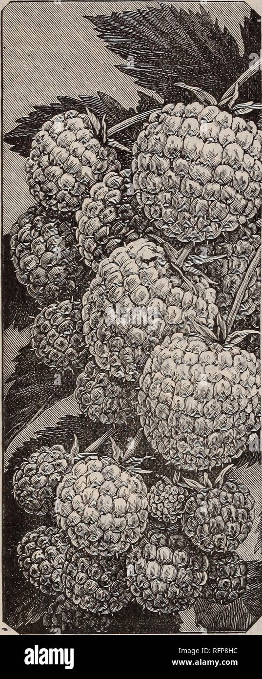 . Strawberries, raspberries, blackberries, gooseberries, grapes, currants, rhubarb and asparagus, apple, cherry, peach, pear : fall, 1896. Nursery stock New Jersey Catalogs; Fruit trees Seedlings Catalogs; Fruit Seedlings Catalogs; Trees Seedlings Catalogs; Plants, Ornamental Catalogs. 34 PARRYS' POMONA NURSERIES.. JAPAN MAY BEBBY.. Please note that these images are extracted from scanned page images that may have been digitally enhanced for readability - coloration and appearance of these illustrations may not perfectly resemble the original work.. Parry's Pomona Nurseries; Henry G. Gilbert N Stock Photo