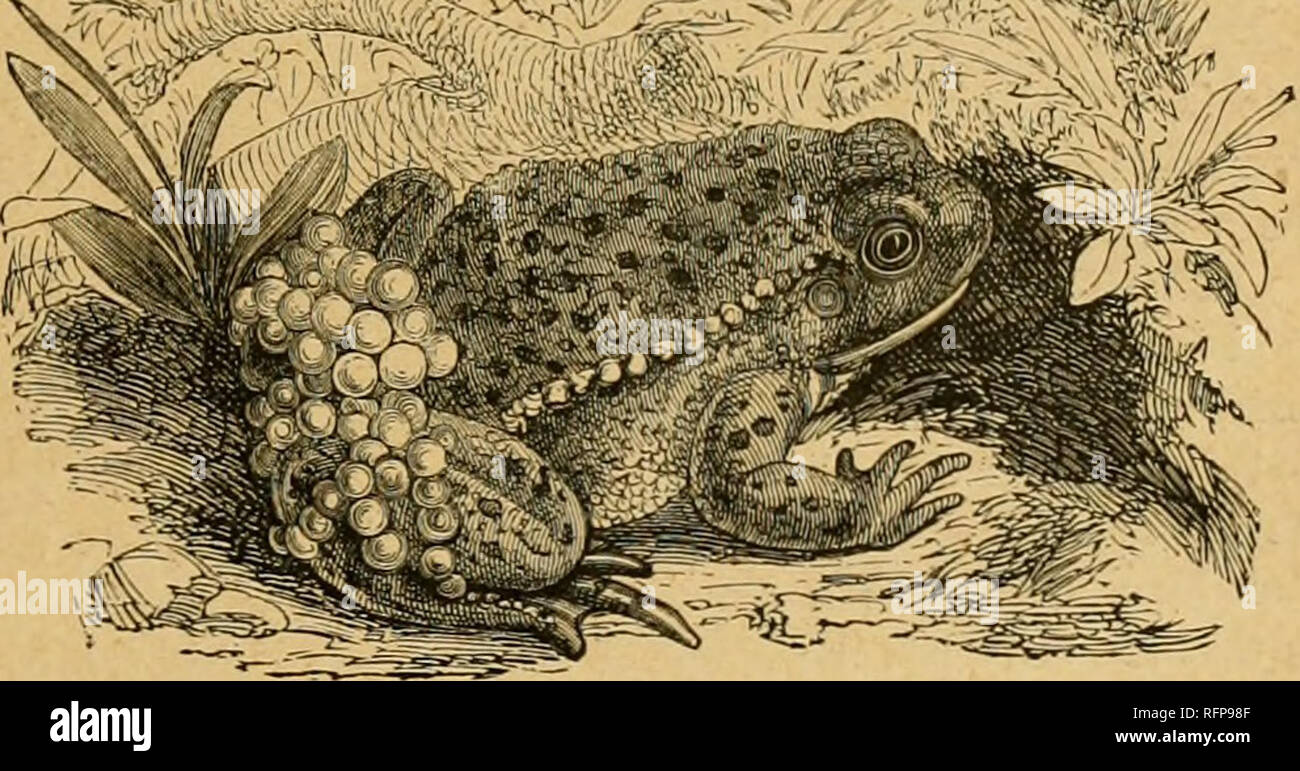 Cassell's natural history. Animals; Animal behavior. THE OBHTETIUC FIMU. Tlie Jakie* is a greenisli Frog spotted with brown, and lias irregular linear markings of a brown Uint along its thighs and Cassell's natural history. Animals; Animal behavior. THE OBHTETIUC FIMU. Tlie Jakie* is a greenisli Frog spotted with brown, and lias irregular linear markings of a brown Uint along its thighs and