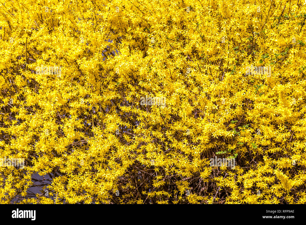 Forsythia x intermedia spring yellow blooming branches Forsythia bush Stock Photo