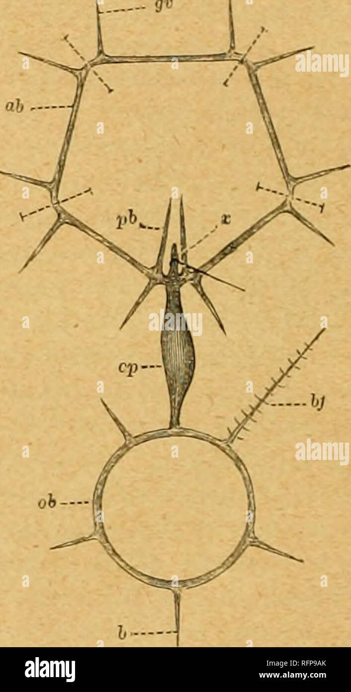 Cassell's natural history. Animals; Animal behavior. brandies to the  successive tube-feet (Fig. 10, b^f). External to the blood-vessels are the  radial nerves (Fig. 9, n), communicating with an oral nervous ring,