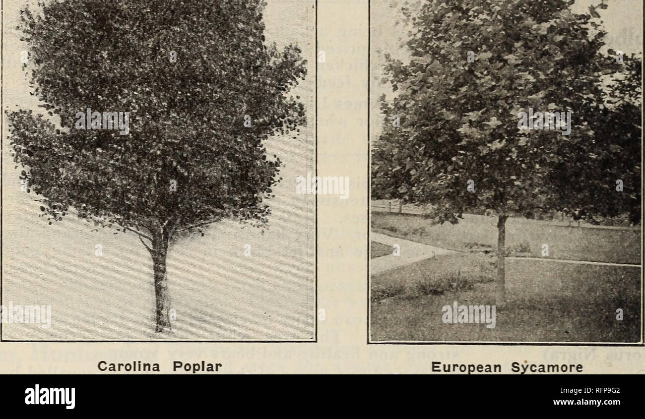 . The Fresno Nursery Co. Nurseries (Horticulture) California Fresno Catalogs; Nursery stock California Fresno Catalogs; Trees California Fresno Catalogs; Fruit trees California Fresno Catalogs; Grapes California Fresno Catalogs; Fruit California Fresno Catalogs; Climbing pl. 82 WEEPING TREES ADD GRACE Large green heart shaped leaves and a medium smooth bark. To those de- sirous of securing a fast growing avenue or yard shade tree we highly recom- mend this variety. Carolina Poplar This *s another of the poplar family but it is decidedly m different in shape than the Balm of Gilead. It grows (P Stock Photo