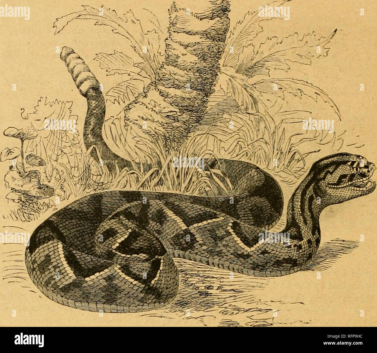 . Cassell's natural history. Animals; Animal behavior. 318 XATVBAL UIRTOIlY. from the eye to the angle of the moutli. Tliere are two lars;e black bands which begin behind the head and run along the neck and back for some distance. The nasal plates are very- small, and tne space between the orbits is covered with plates or scales, larger than those in the others. The Missouri Rattlesnake* is slim, and is from two to thx-ee feet long. They inhabit the country bordering on the Rocky Mountains, and from the Mexican to the British boundaries. It is found from California to Utah, but the Yellowstone Stock Photo